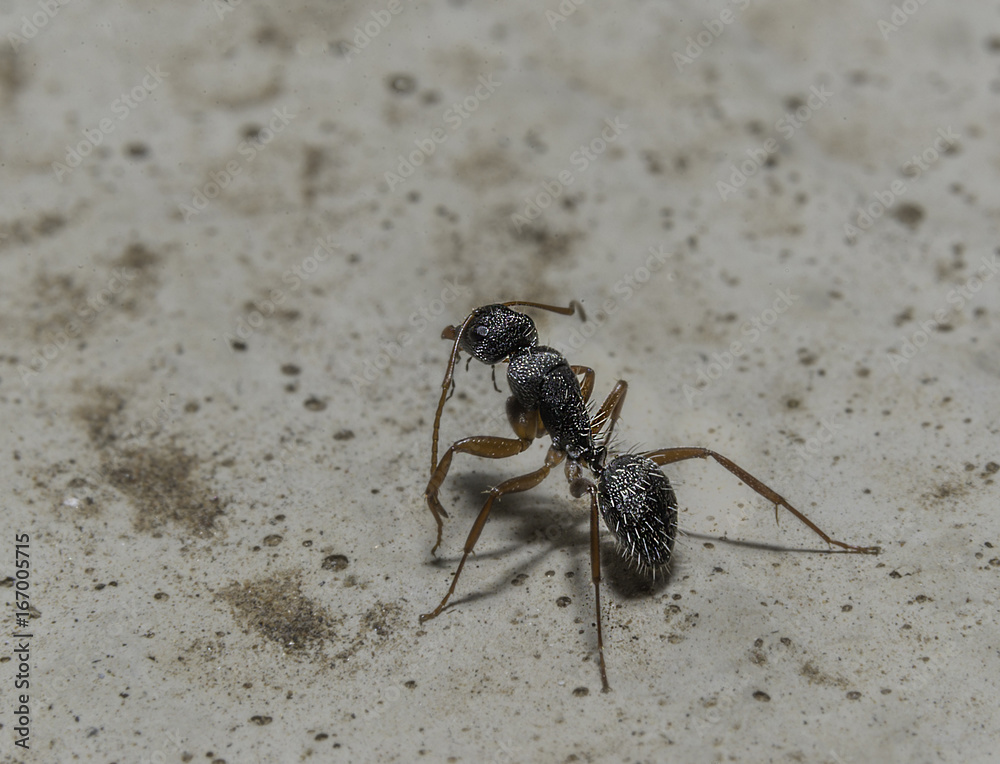 Ant grooming its self. Ant grooming its self.