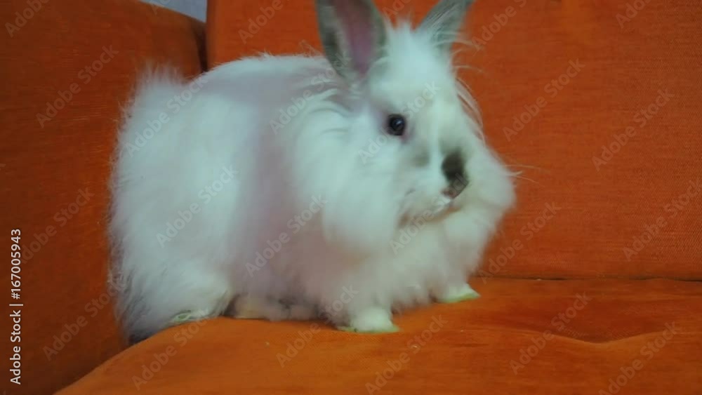 White rabbit on the couch. Fluffy decorative rabbit. White rabbit on the couch. Fluffy decorative rabbit.