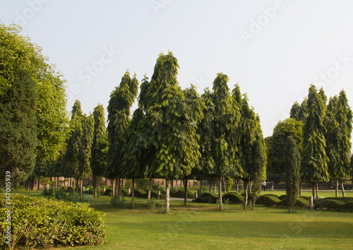 Tall green trees at a resort in Gurgaon, Haryana photo