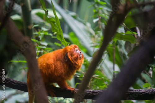 Foto Golden lion tamarins (Mico leao dourado) are  a specie of monkeys native to the