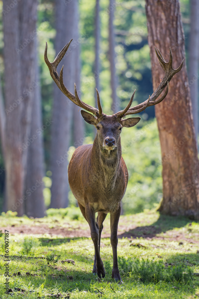 cerf cerf