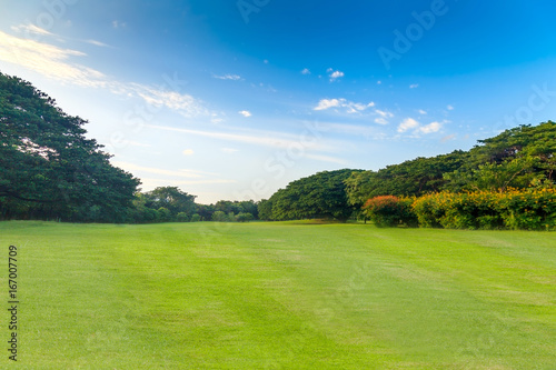 Green grass and trees in beautiful park under the blue sky