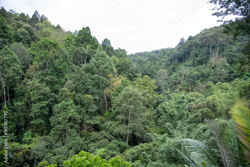 Village in green forest