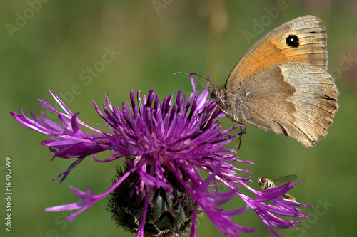 Butterfly on meadow © KurtVerner