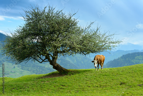 Cow on a green pasture under a tree with mountains in the background   © dvv1989