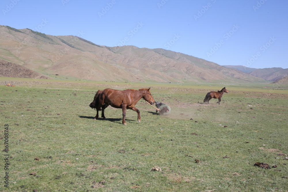 Obraz premium Mongolie