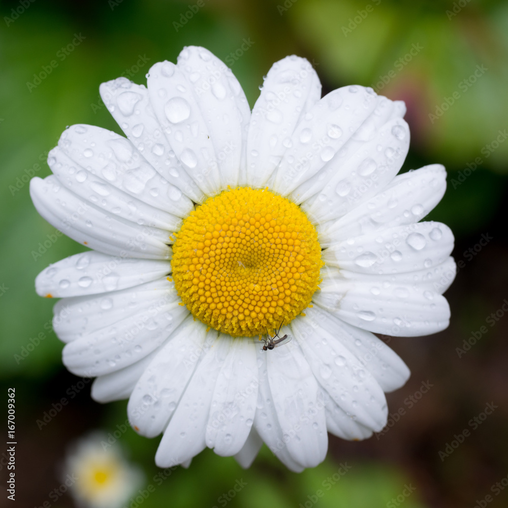Fototapeta premium Daisy