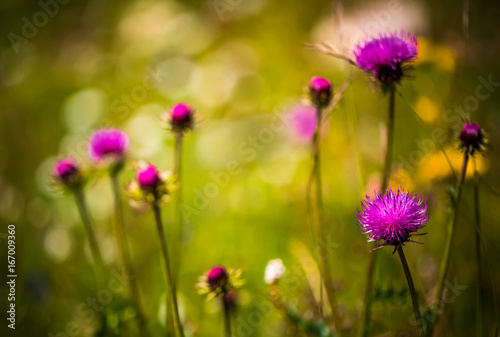 Abstract background of Alpine flowers. Milk Thistle in Alpine meadows.