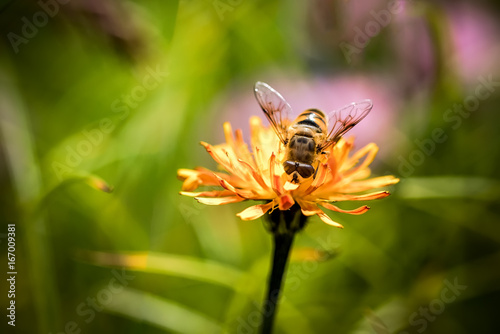 Wasp collects nectar from flower crepis alpina