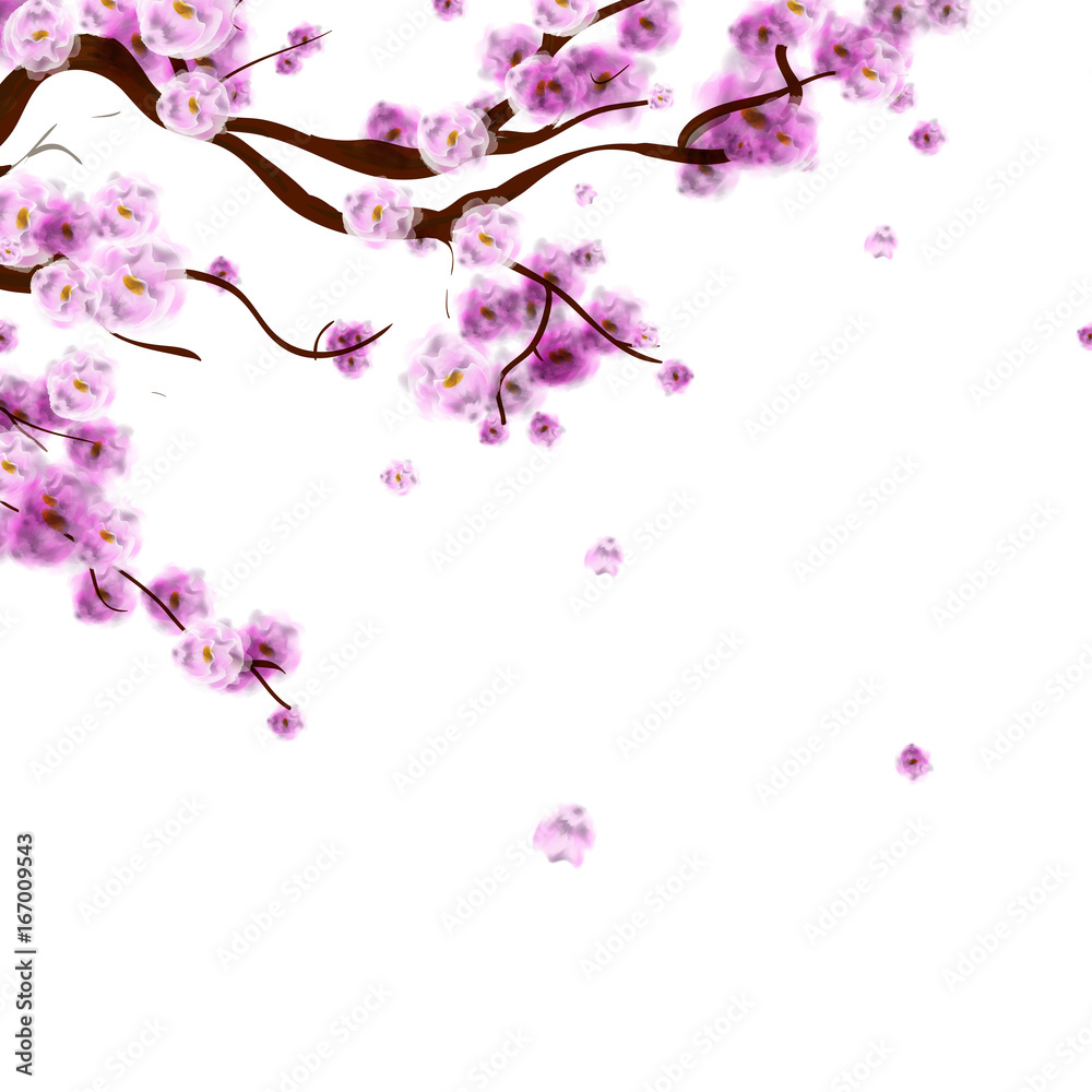 Watercolor sakura background with blossom cherry tree branch. Hand drawn  flowers on white background. Vector