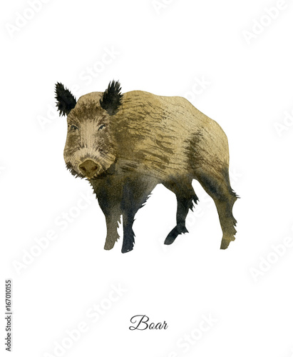 Fényképezés Handpainted watercolor poster with boar