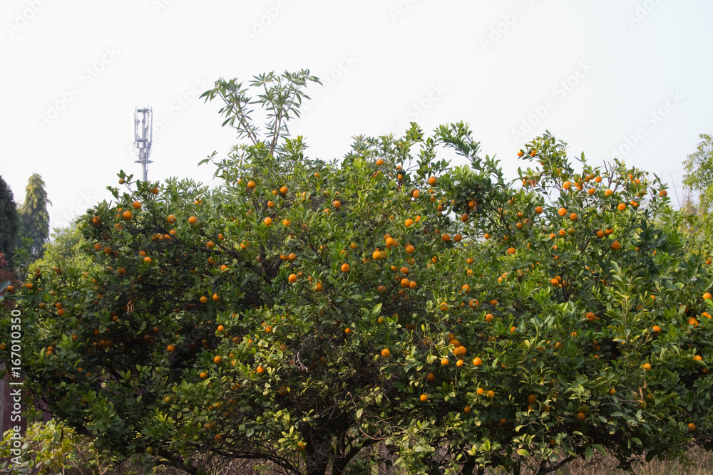Close up of a citrus fruit tree in Gurgaon, Haryana (India) Close up of a citrus fruit tree in Gurgaon, Haryana (India)