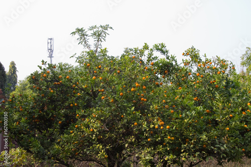 Close up of a citrus fruit tree in Gurgaon  Haryana  India 