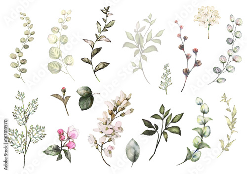 Set watercolor elements - wildflowers, herbs, leaf. collection garden and wild herb, flowers, branches.  illustration isolated on white background photo