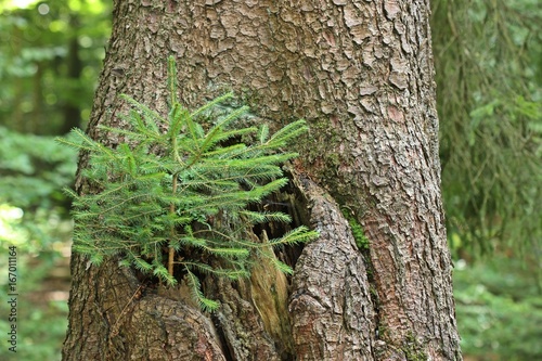 Junge Fichte wächst in hohler alter Fichte (Picea abies) photo