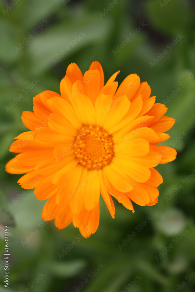 calendula calendula