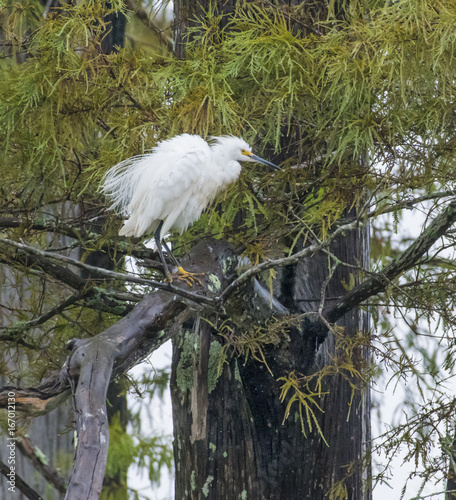 Fotografía Snowy egret, Egretta thule