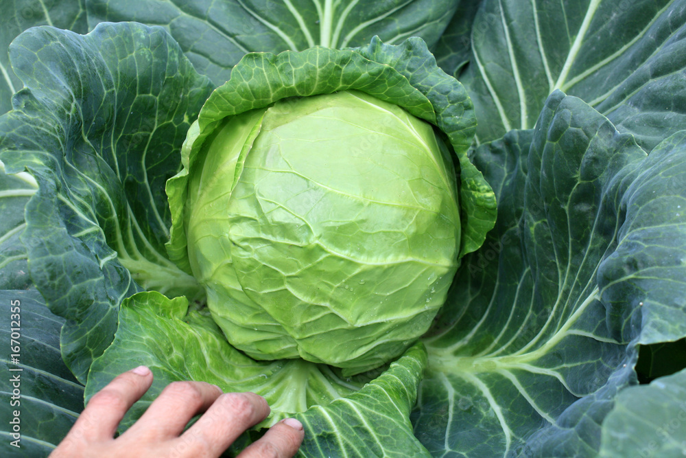 Fototapeta premium cabbage