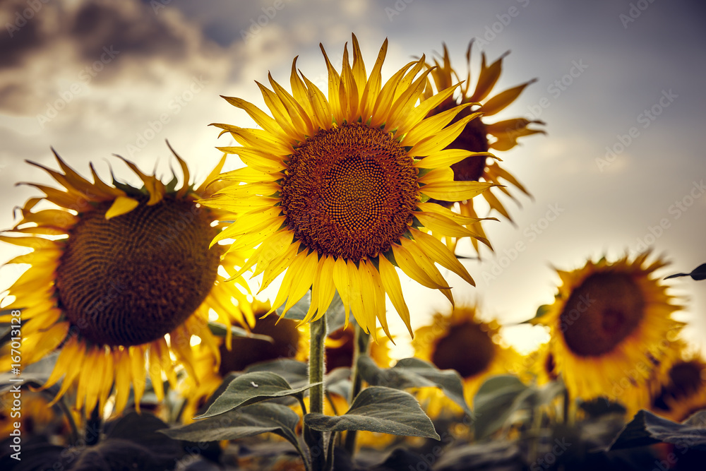 Φωτογραφία Field of sunflowers . Close up of sunflower against a field