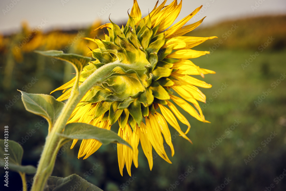 Φωτογραφία Field of sunflowers . Close up of sunflower against a field