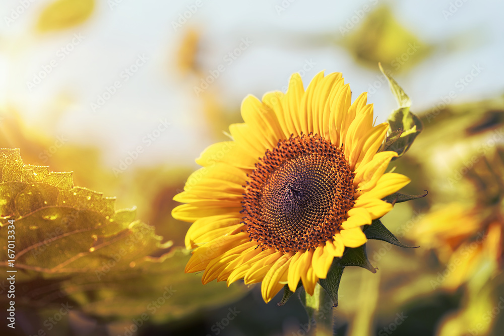 Naklejka premium Sonnenblume im Sonnenschein