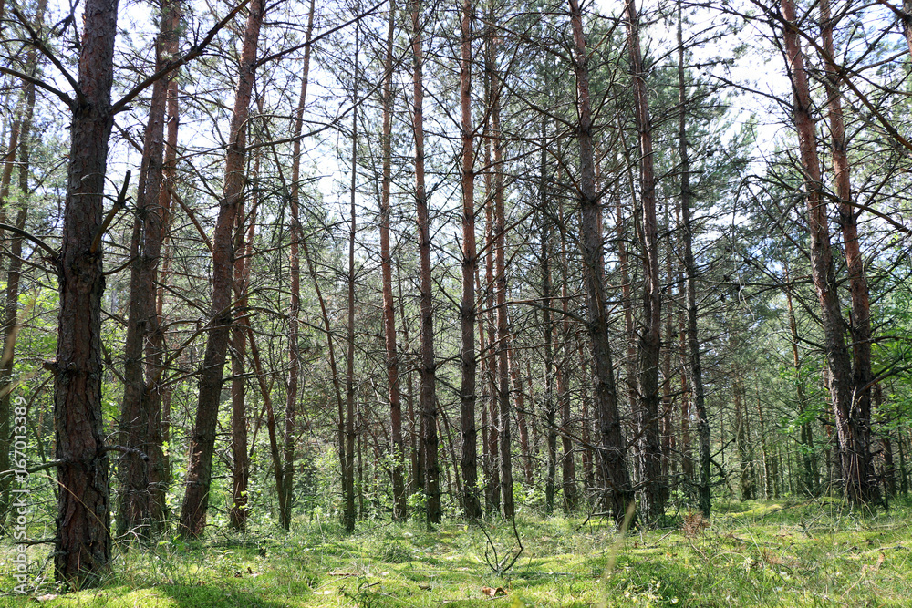Fototapeta premium Dried pine forest sun rays