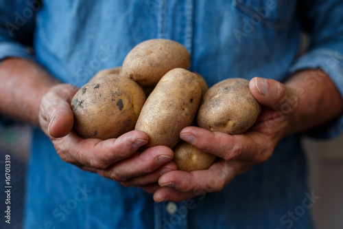 Farmer with potatoes in his hands