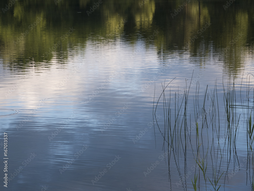 Reflections of the forest and the sky with white clouds in a quiet lake; in the foreground some reed Reflections of the forest and the sky with white clouds in a quiet lake; in the foreground some reed