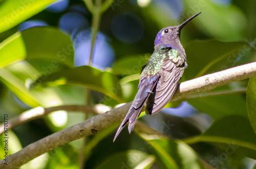 Beija-flor photo