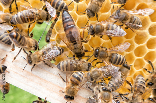 Bee queen in honeybee