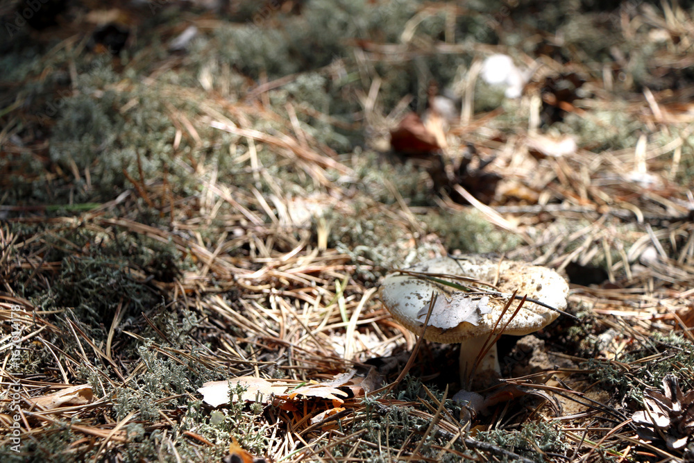 Fototapeta premium Not edible white mushroom