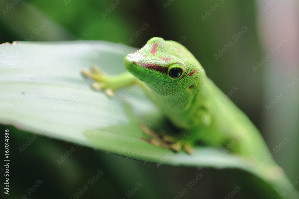 Fototapeta premium Lézard vert de Manapany à l'affût
