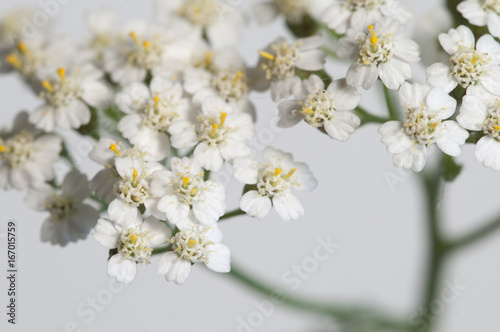 Achillea flowers