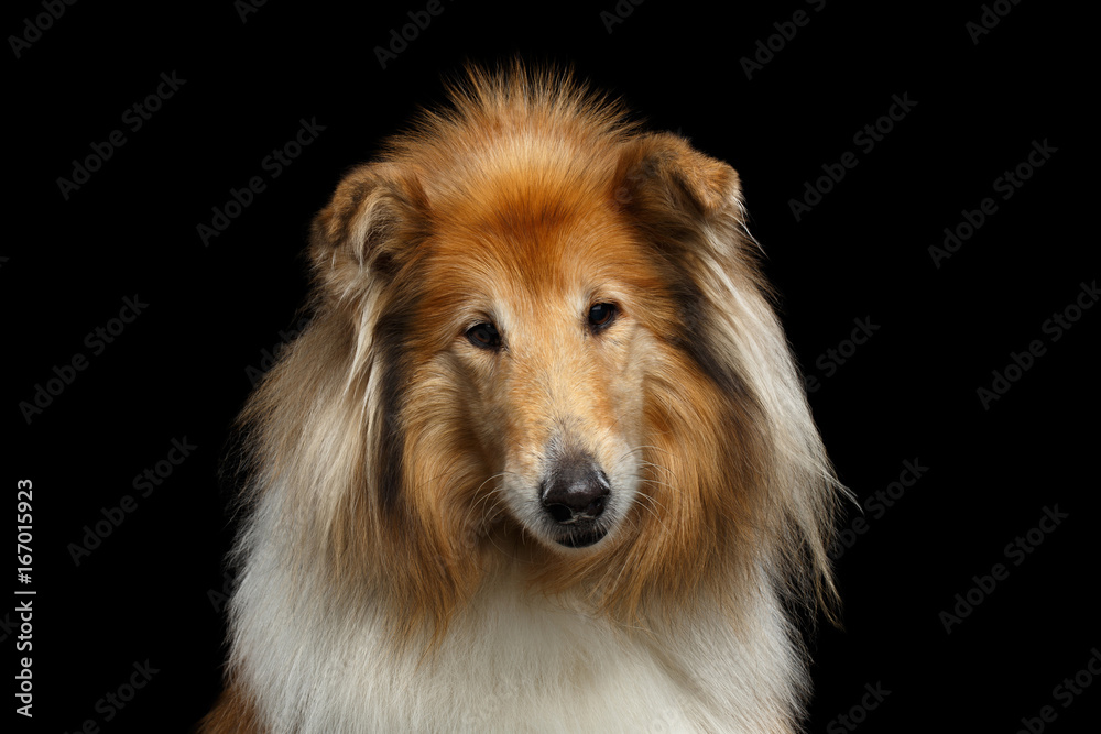 Portrait of OldShetland Sheepdog Dog, Sad looking in camera on Black Background Portrait of OldShetland Sheepdog Dog, Sad looking in camera on Black Background