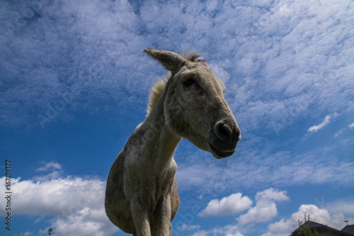 Weißer Esel auf Bauernhof vor blauem Himmel