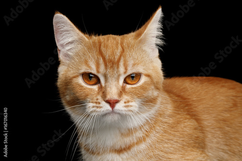 Close-up Angry Face of Red Munchkin Cat on Isolated Black background  front view