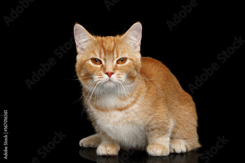 Red Munchkin Cat Sitting on Isolated Black background