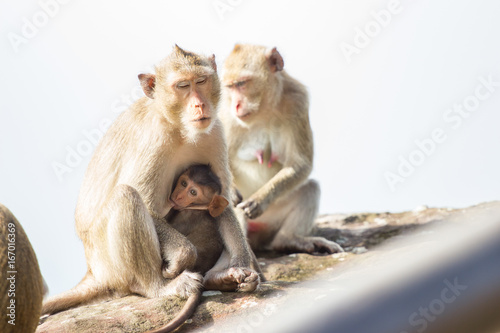 Family monkey sitting at the edge of the cliff with bright daylight background