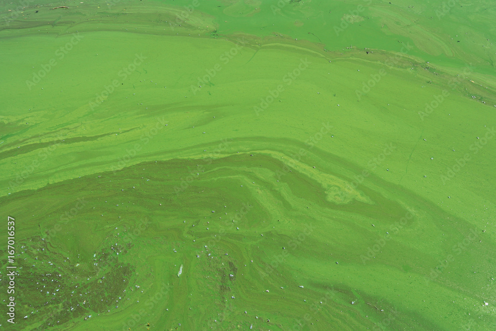 Fotografia Algae polluted river water on the river