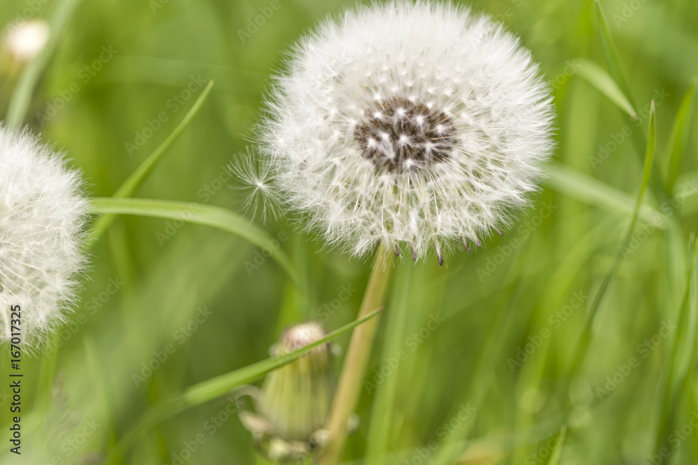 Pusteblume Pusteblume
