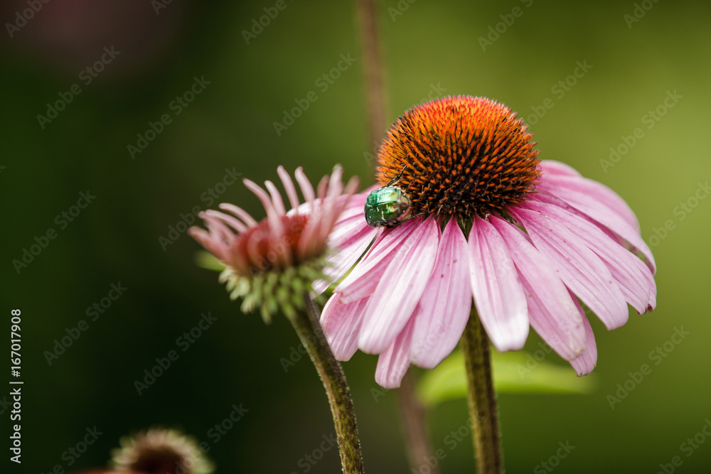 Beetle is sitting on a daisy flower Beetle is sitting on a daisy flower