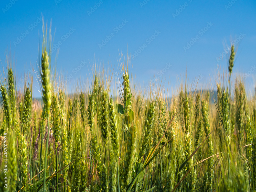 Unripe green wheat field (green wheat field) Unripe green wheat field (green wheat field)