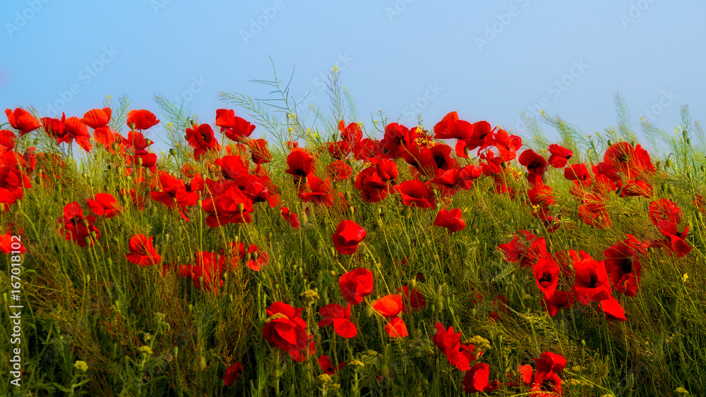 Obraz Red field poppies grow in the green grass, summer morning