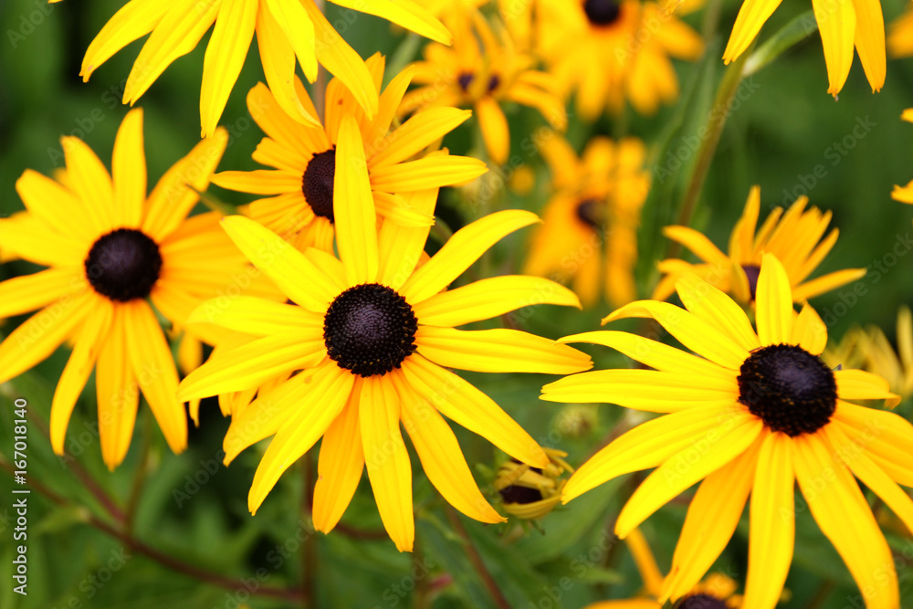 Blüten des gelben Sonnenhutes
