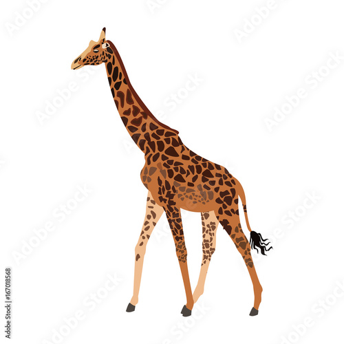 giraffe animal herbivore african wildlife