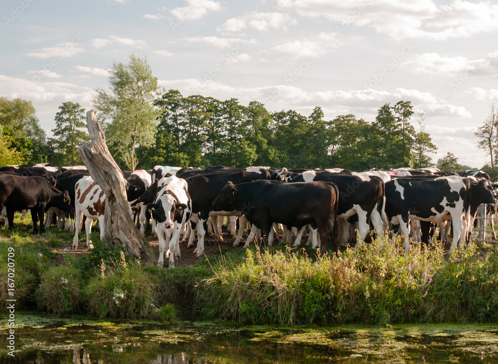 a group of cows closely bunched together as seen from across the river on a summer's day a group of cows closely bunched together as seen from across the river on a summer's day