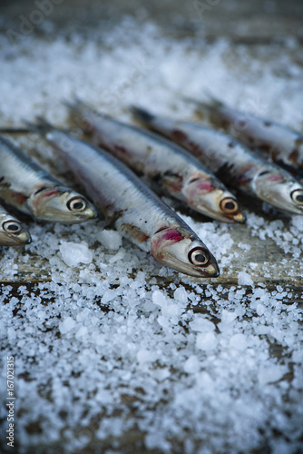 European anchovy fish