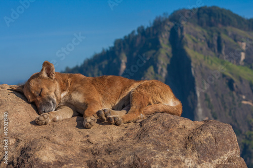  Homeless dog sleeping on hill. Sri lanka.Little Adam’s Peak.