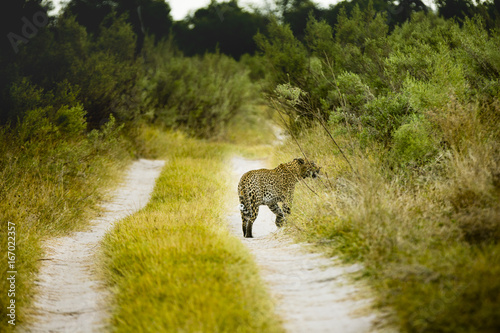 the wildlife of Moremi Game Reserve