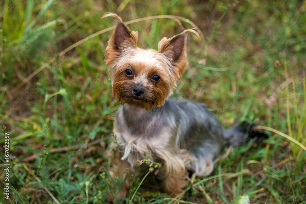 Cute Yorkshire Terrier Dog portrait sitting on green grass in summer outdoors